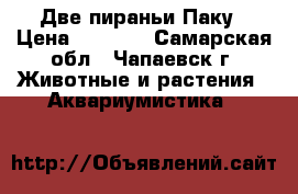 Две пираньи Паку › Цена ­ 1 000 - Самарская обл., Чапаевск г. Животные и растения » Аквариумистика   